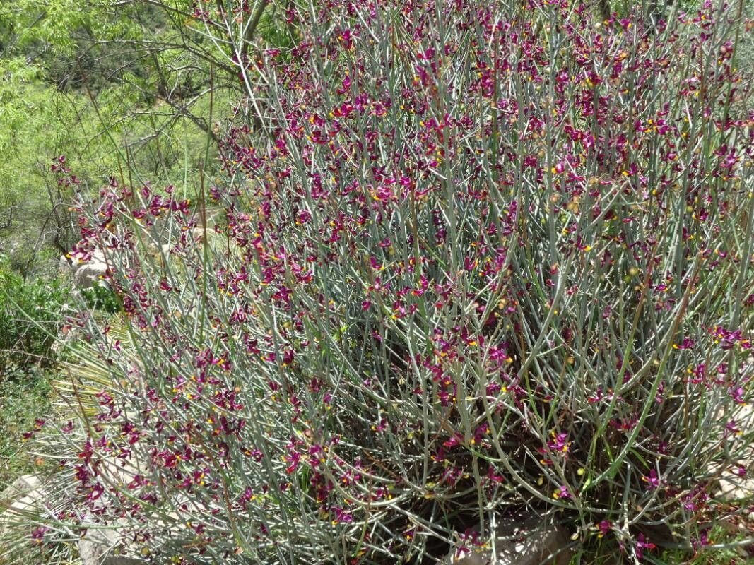 Polygaloides balansae — related species from the same genus
