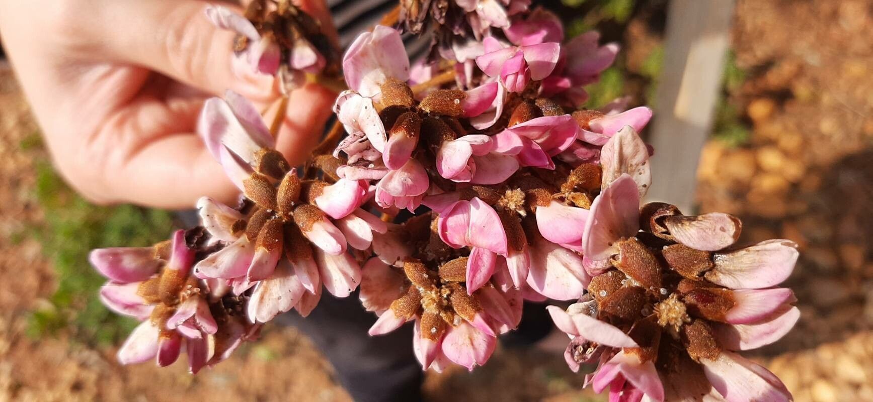 Machaerium biovulatum flower