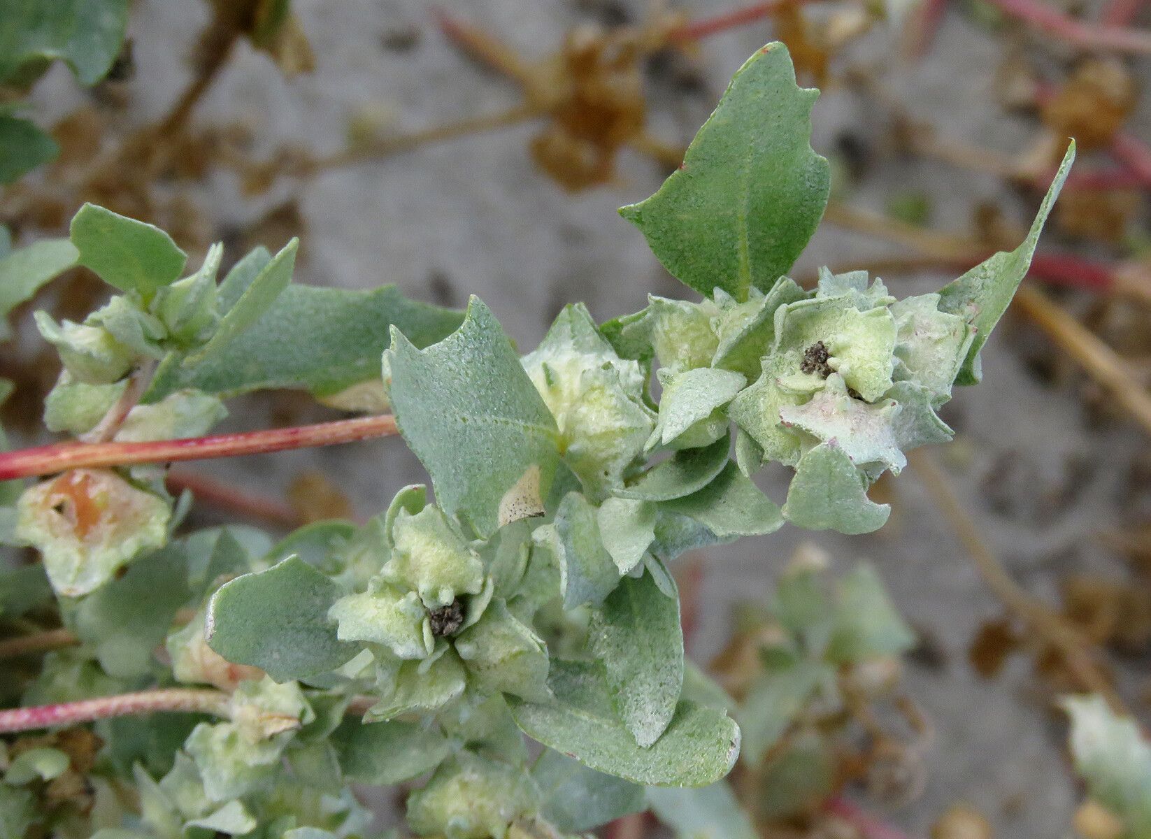 Atriplex laciniata fruit