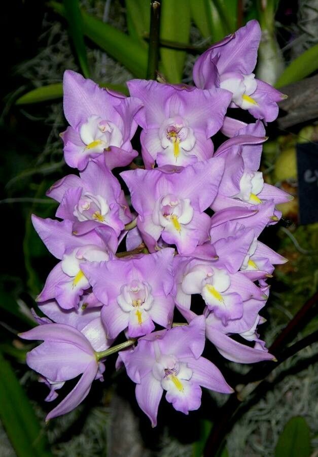 Laelia eyermaniana flower