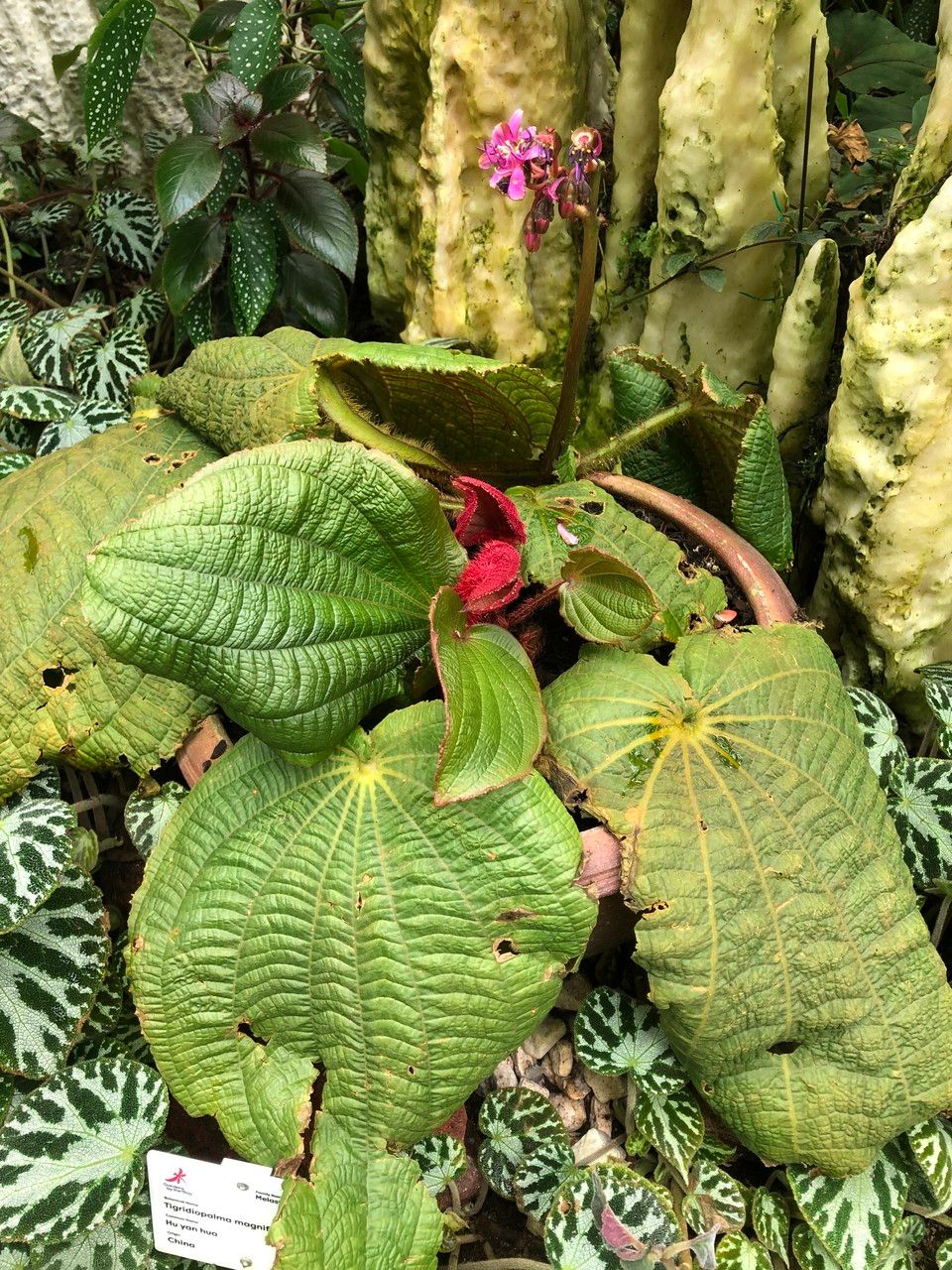 Tigridiopalma magnifica habit