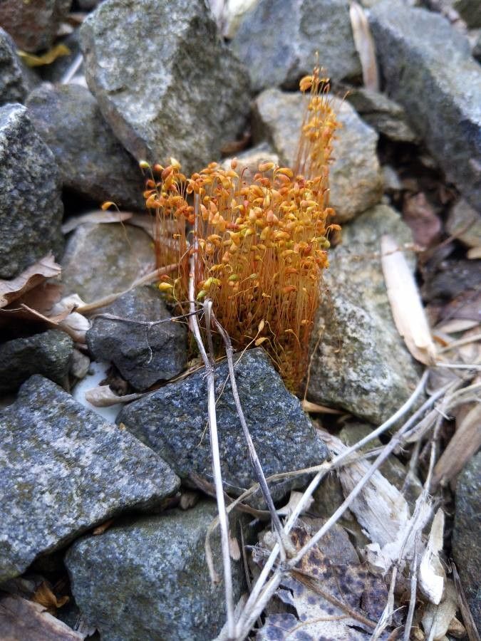 Orobanche fasciculata — search result for 'Eriogonum'