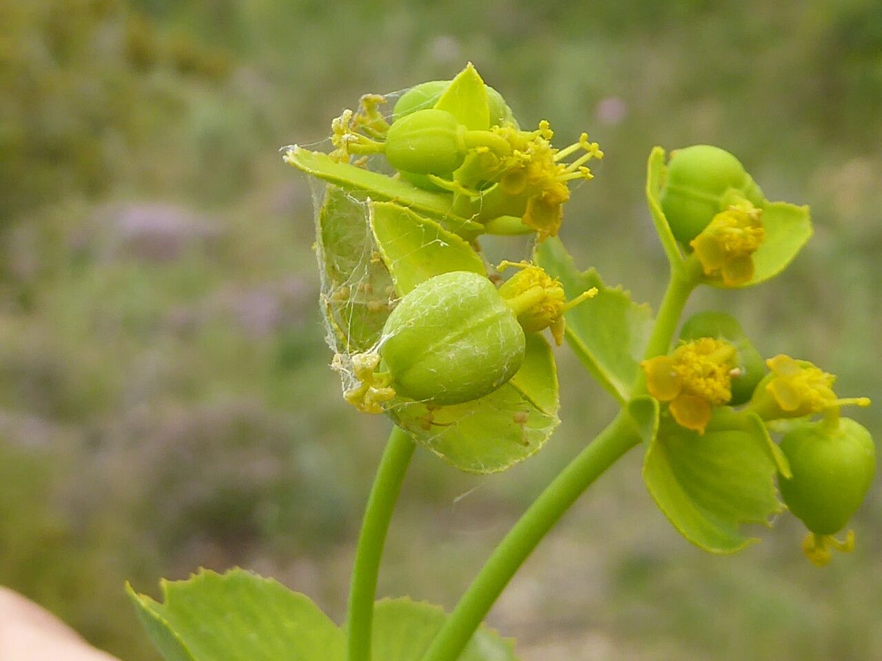 Euphorbia serrata fruit