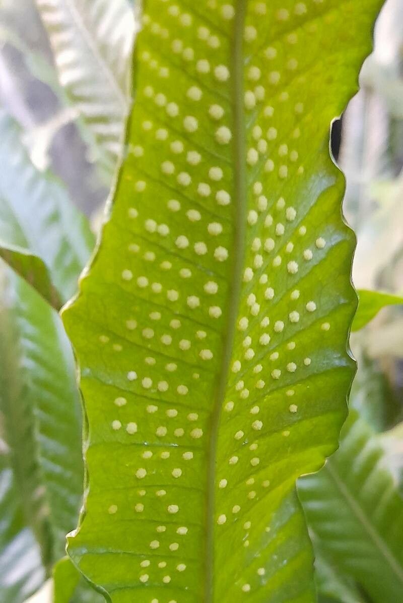 Campyloneurum phyllitidis fruit