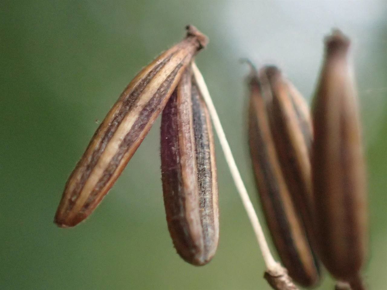 Chaerophyllum bulbosum fruit