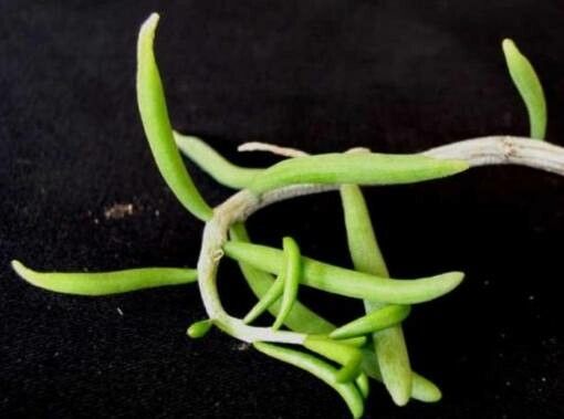 Tylecodon fragilis — houseplant care guide