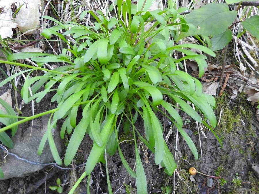 Erysimum pseudorhaeticum — houseplant care guide