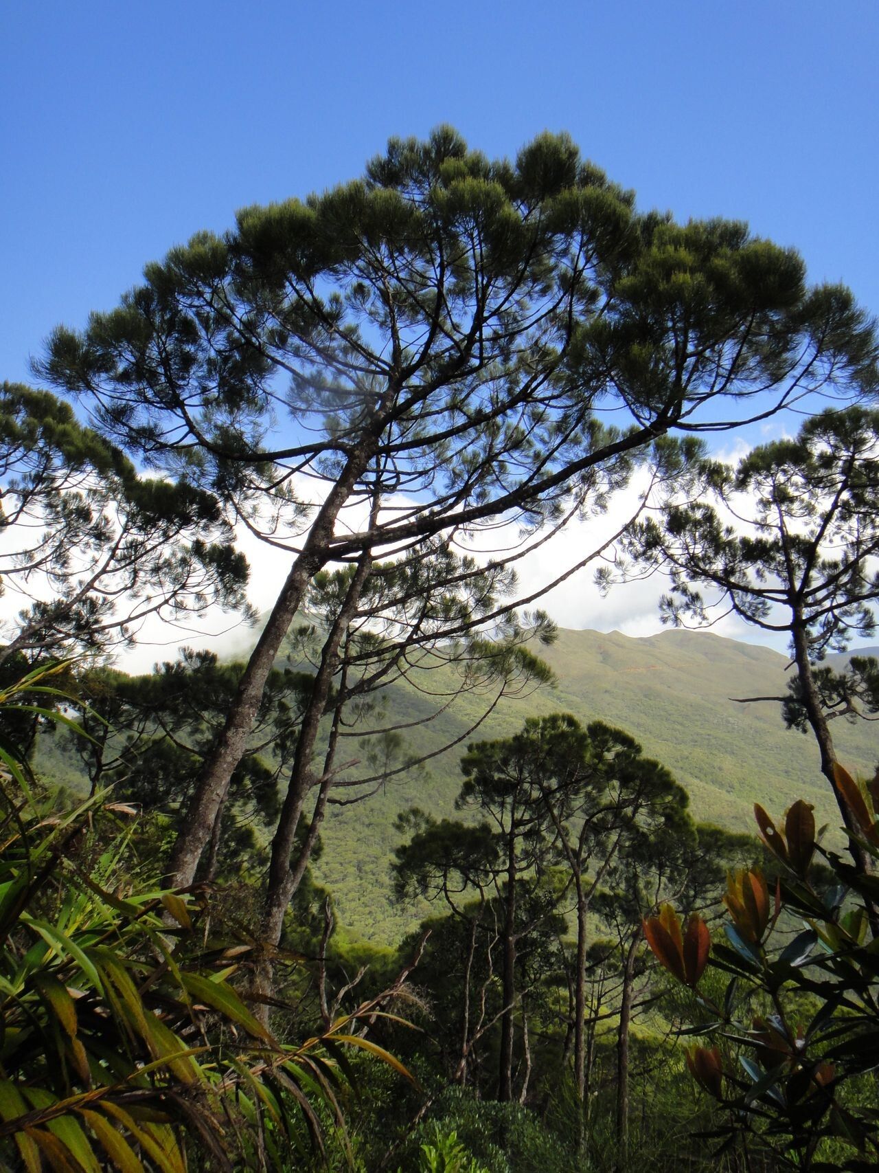 Gymnostoma glaucescens habit