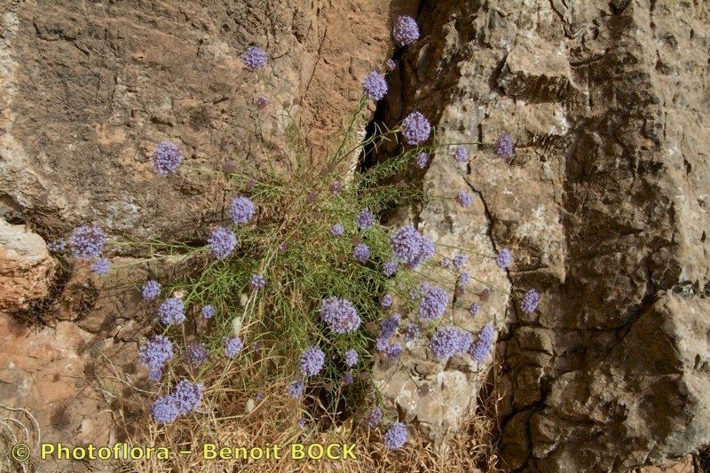 Feeria angustifolia bark