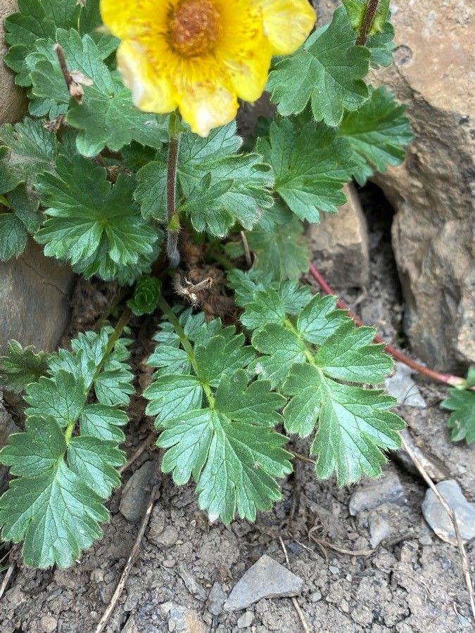 Geum reptans leaf
