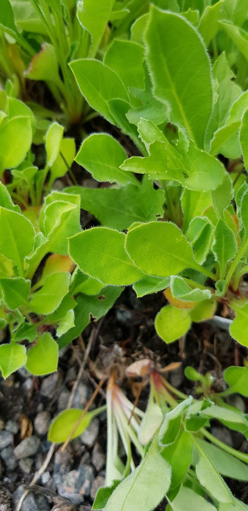 Androsace strigillosa — houseplant care guide