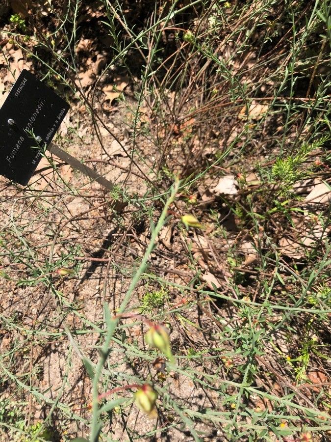 Fumana fontanesii — related species from the same genus