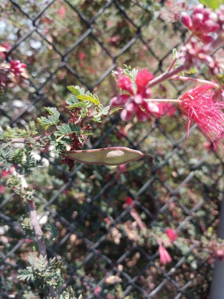 Calliandra californica fruit