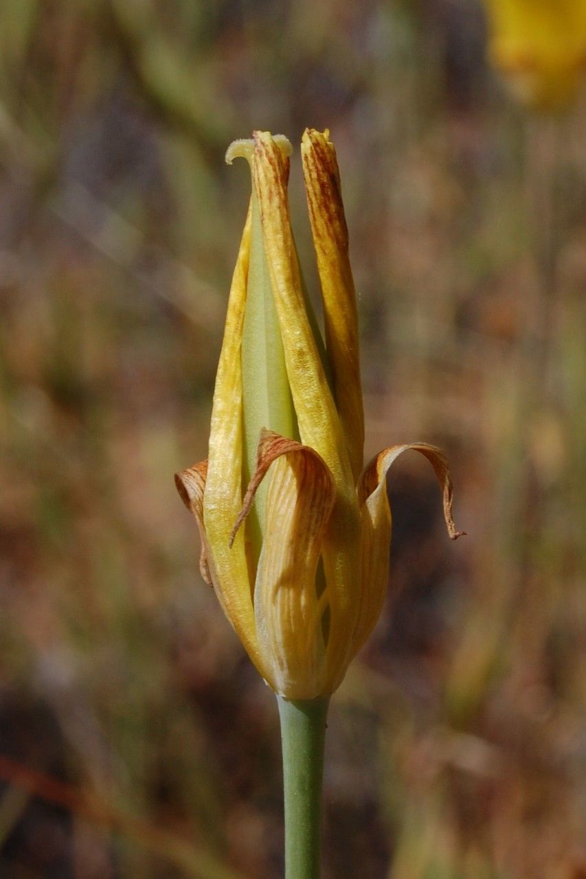 Calochortus luteus fruit