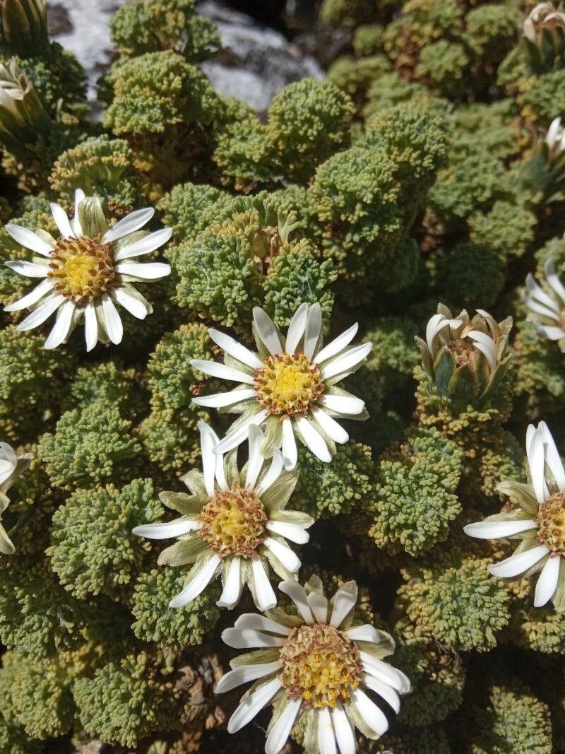 Xenophyllum dactylophyllum flower