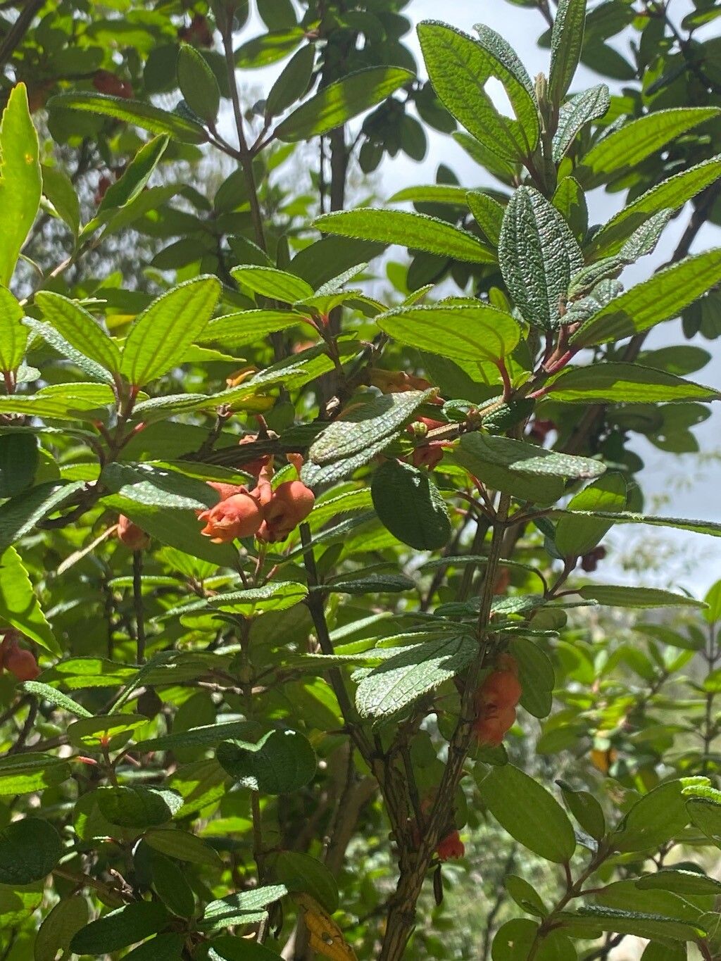 Brachyotum strigosum — related species from the same genus