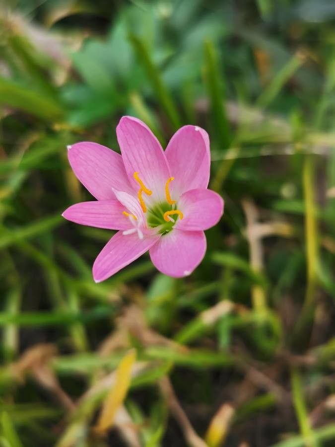 Zephyranthes rosea flower