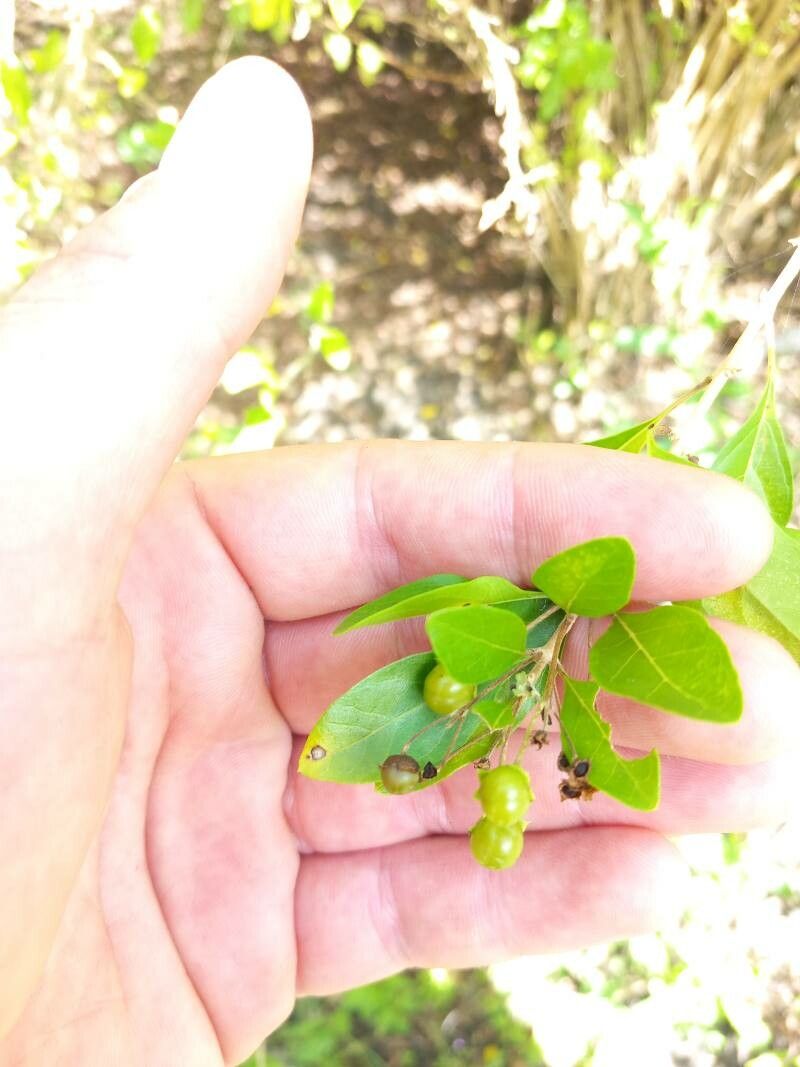 Volkameria aculeata fruit
