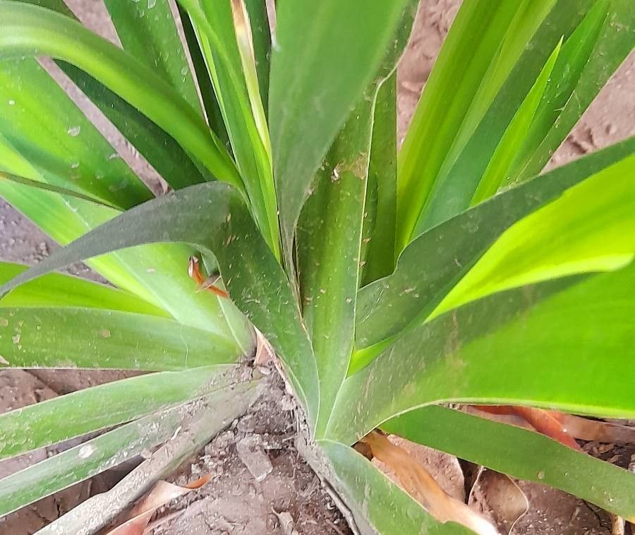 Neomarica candida — related species from the same genus