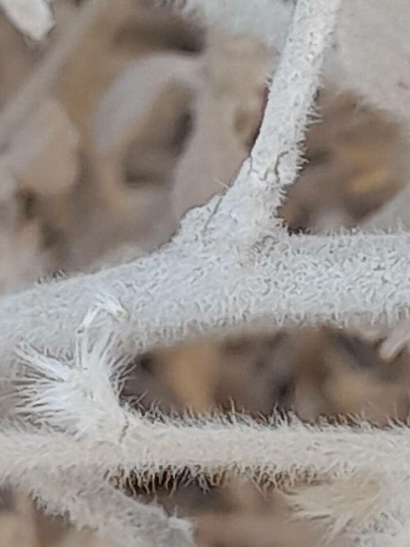 Convolvulus prostratus bark