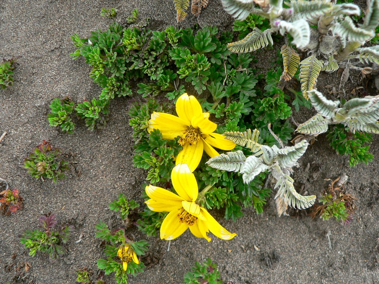 Bidens andicola flower