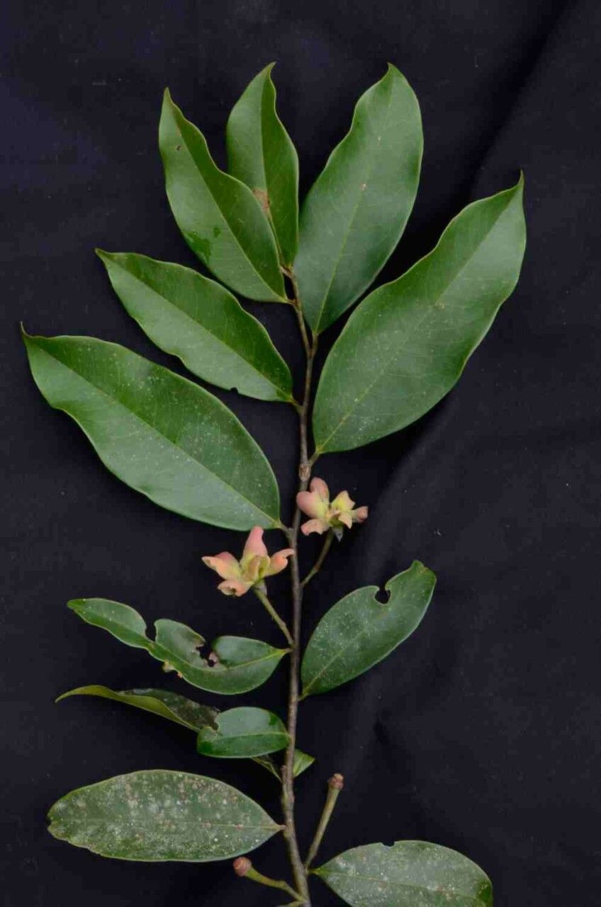 Guatteria australis — related species from the same genus