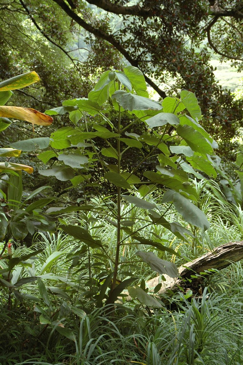 Clerodendrum macrostegium habit