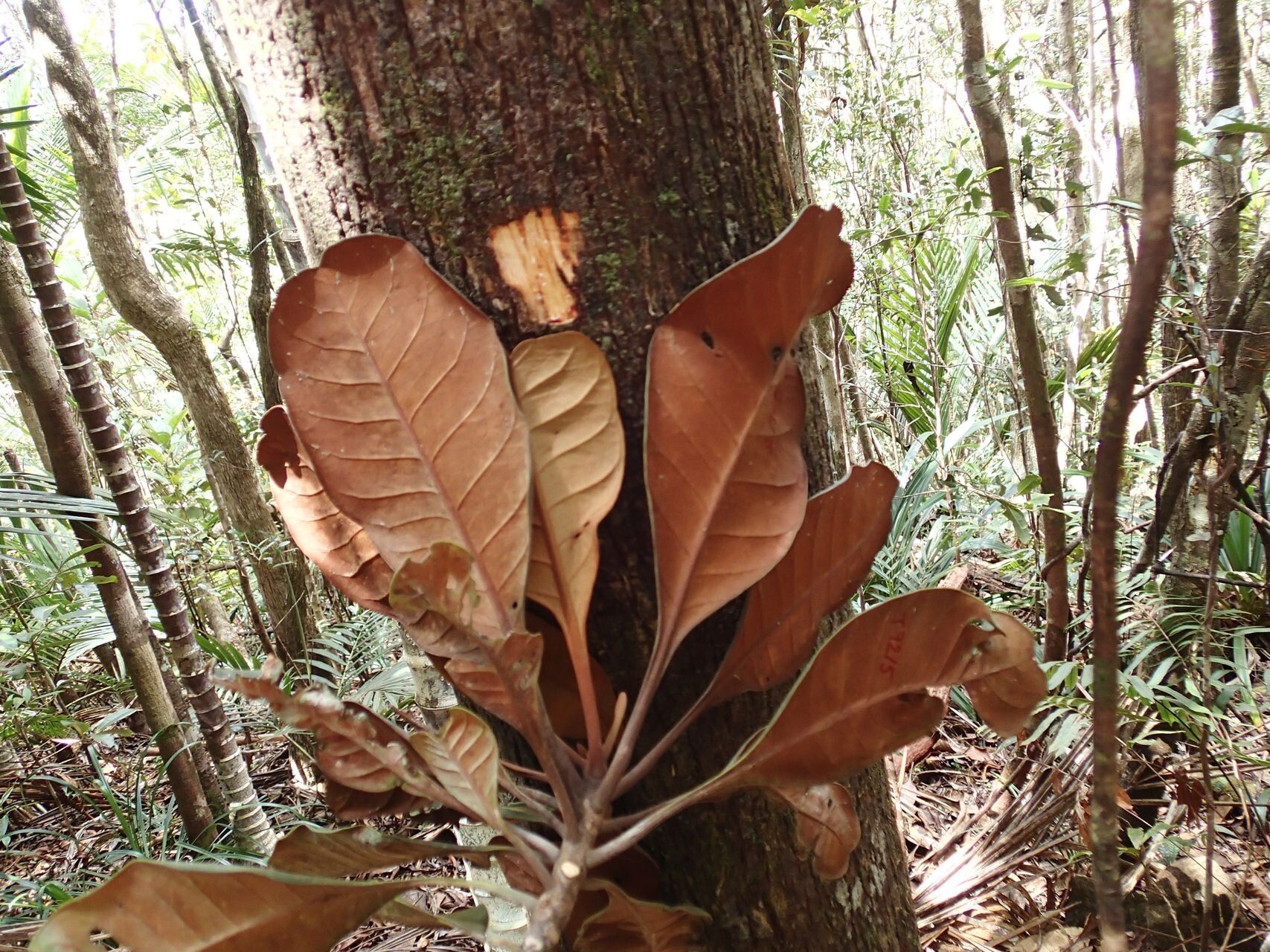 Planchonella wakere bark