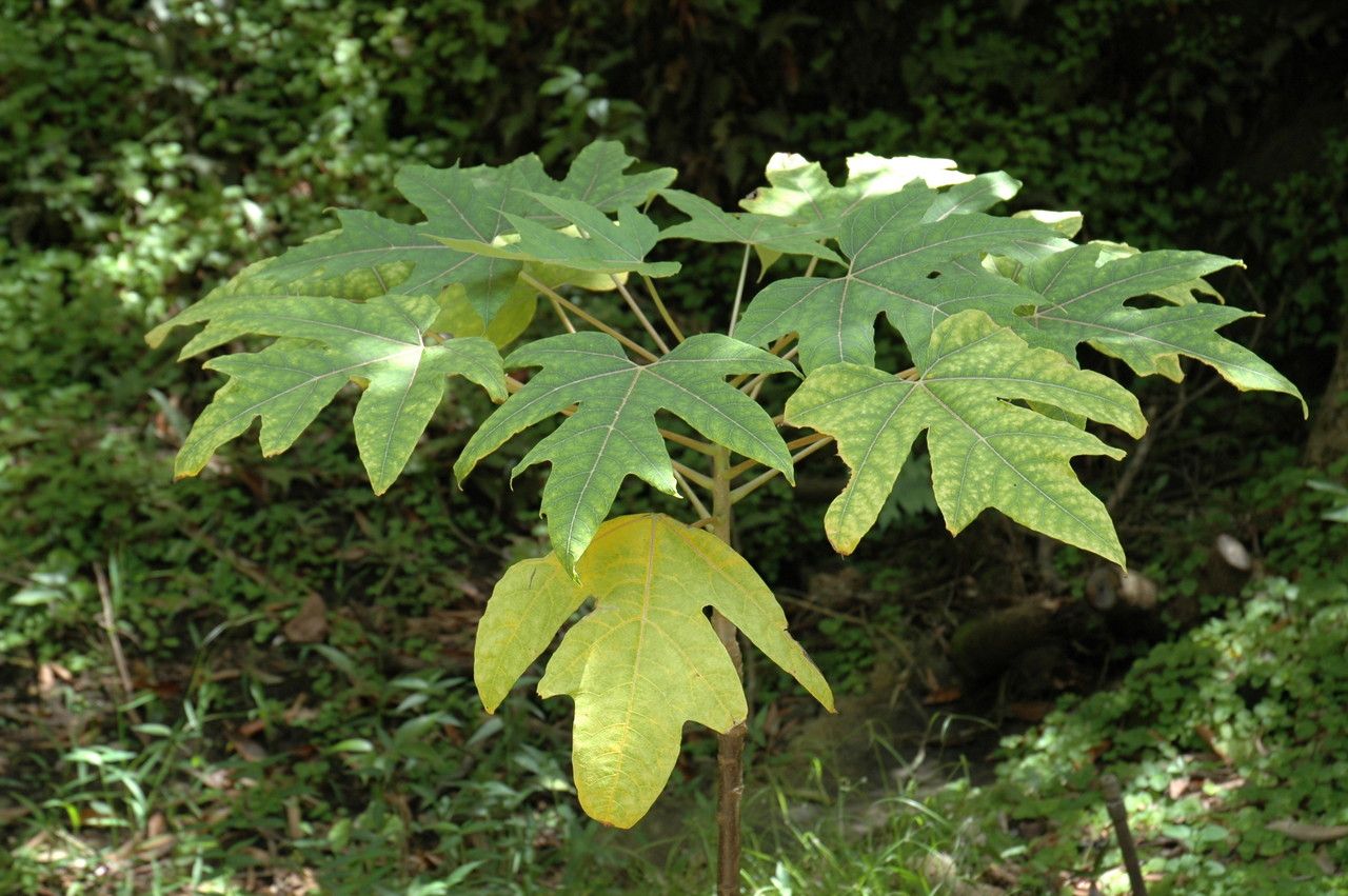 Vasconcellea microcarpa — related species from the same genus