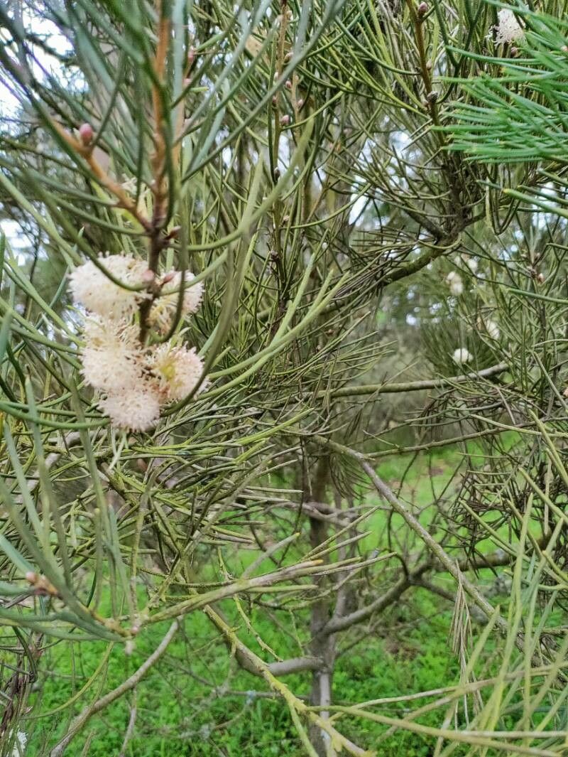 Hakea drupacea flower