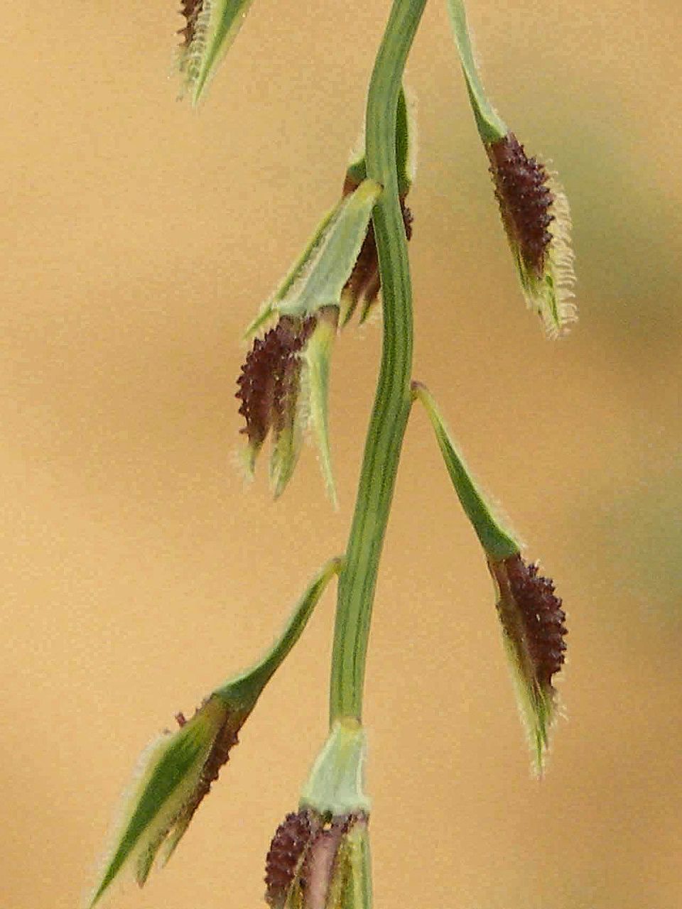 Leptothrium senegalense — houseplant care guide