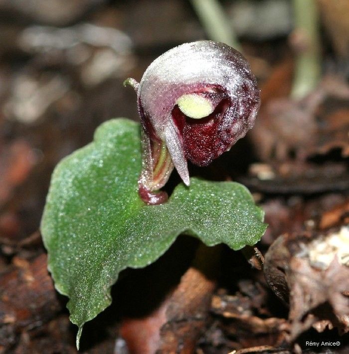 Corybas neocaledonicus flower