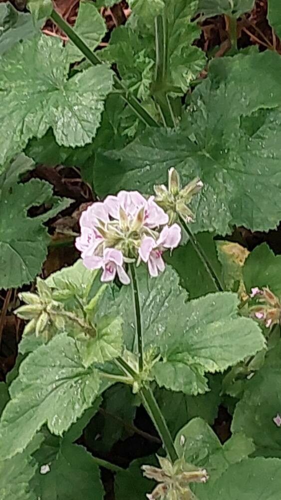 Pelargonium vitifolium flower