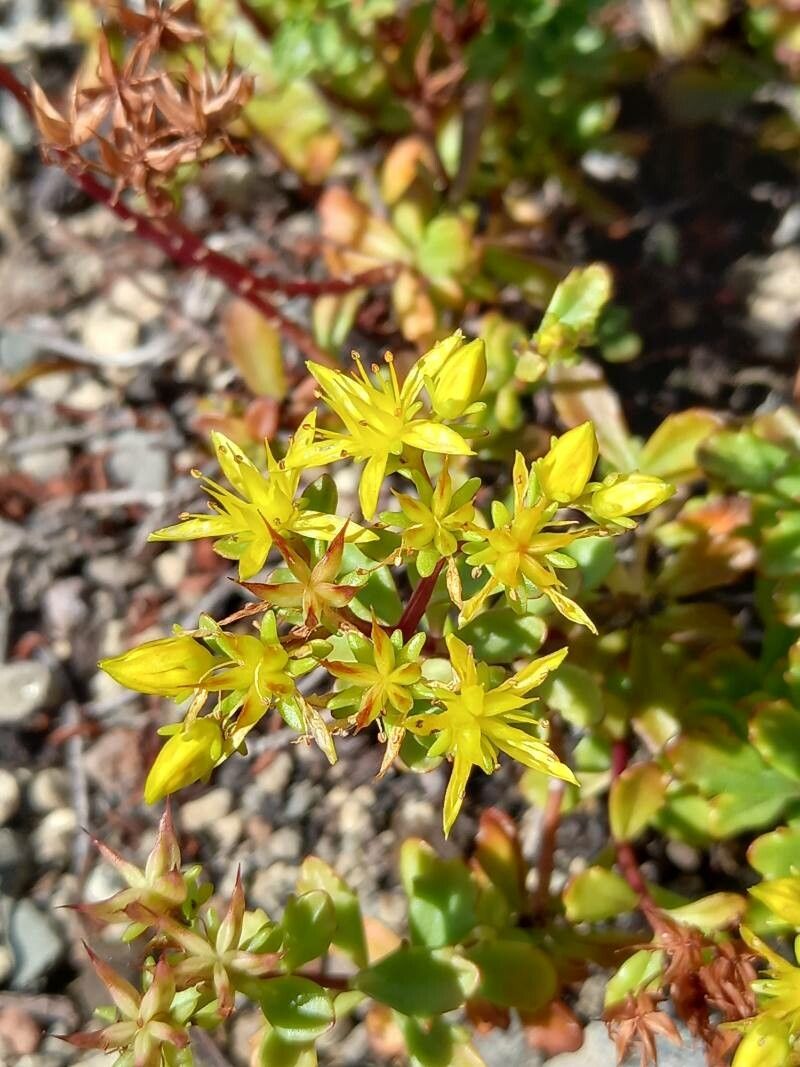 Phedimus hybridus flower