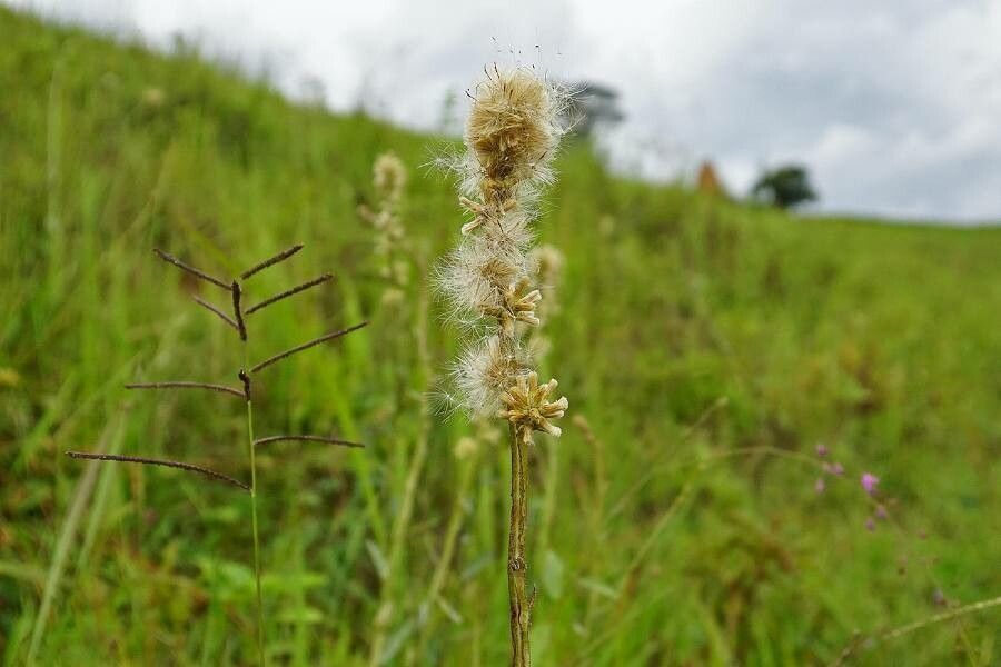 Pterocaulon virgatum leaf