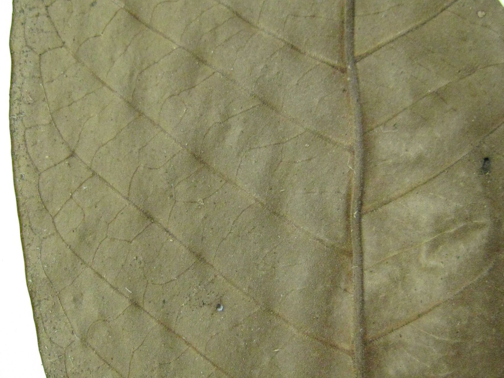 Ixora pubescens — search result for 'Ixora'