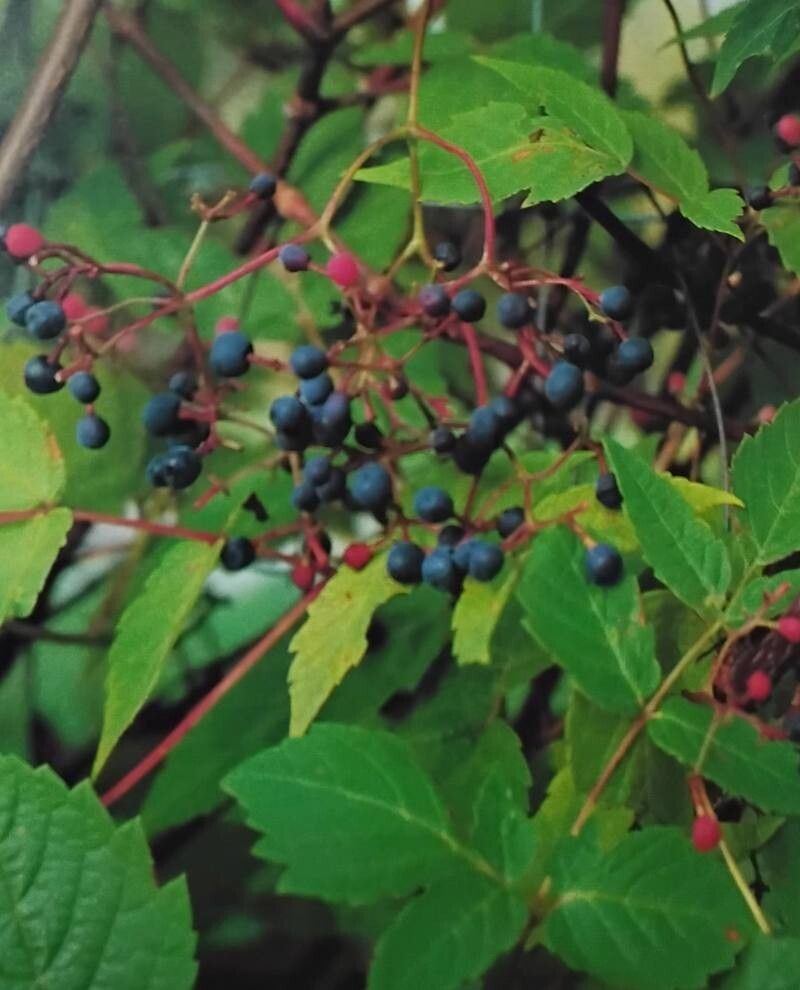 Nekemias megalophylla — related species from the same genus