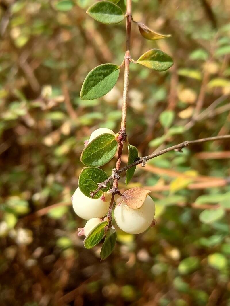 Symphoricarpos guatemalensis fruit