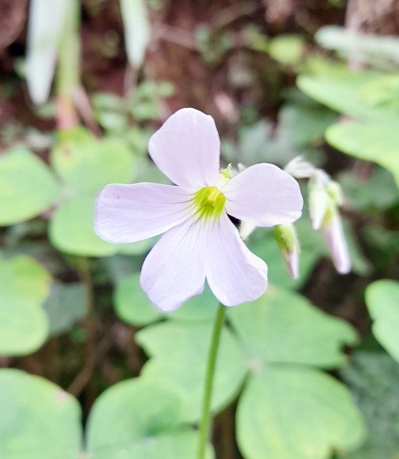 Oxalis linarantha flower
