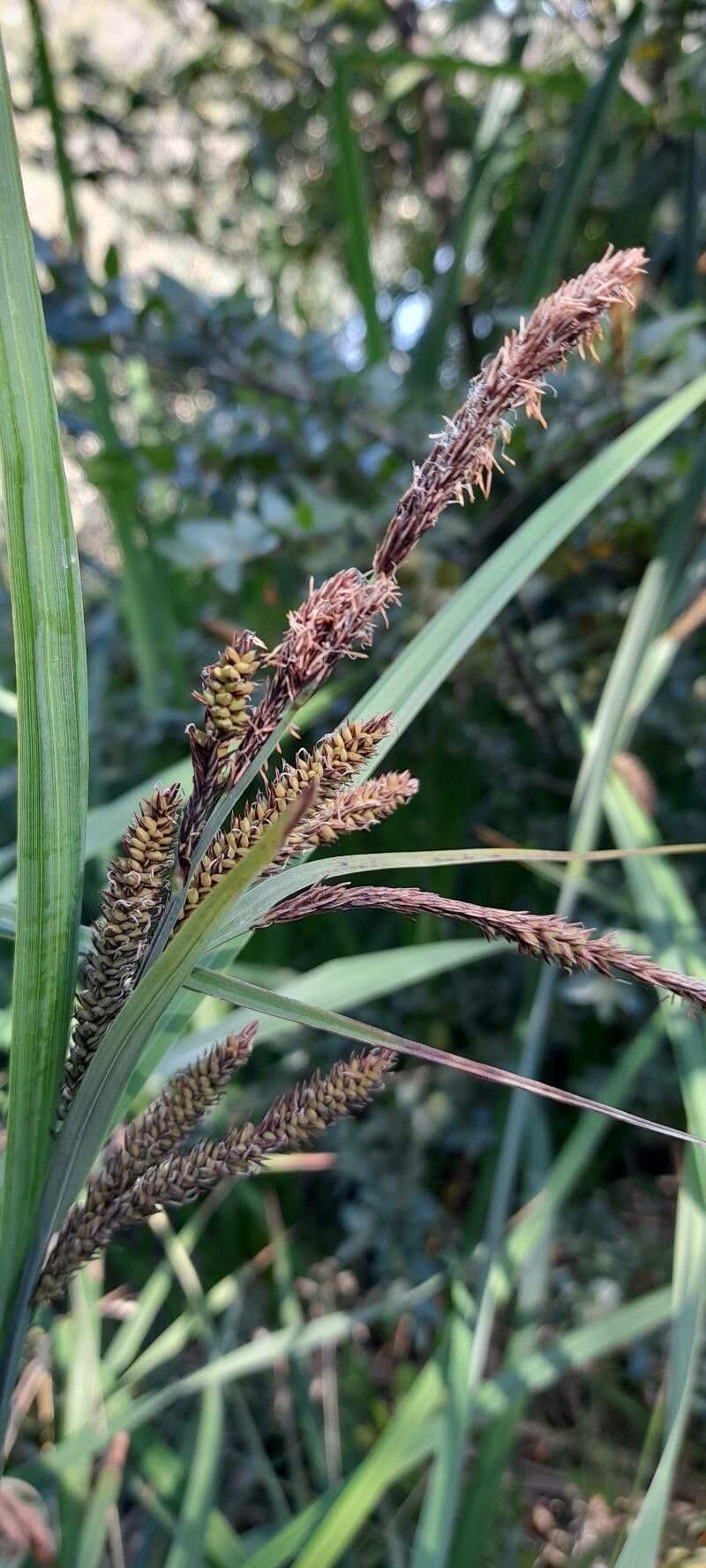 Carex darwinii fruit