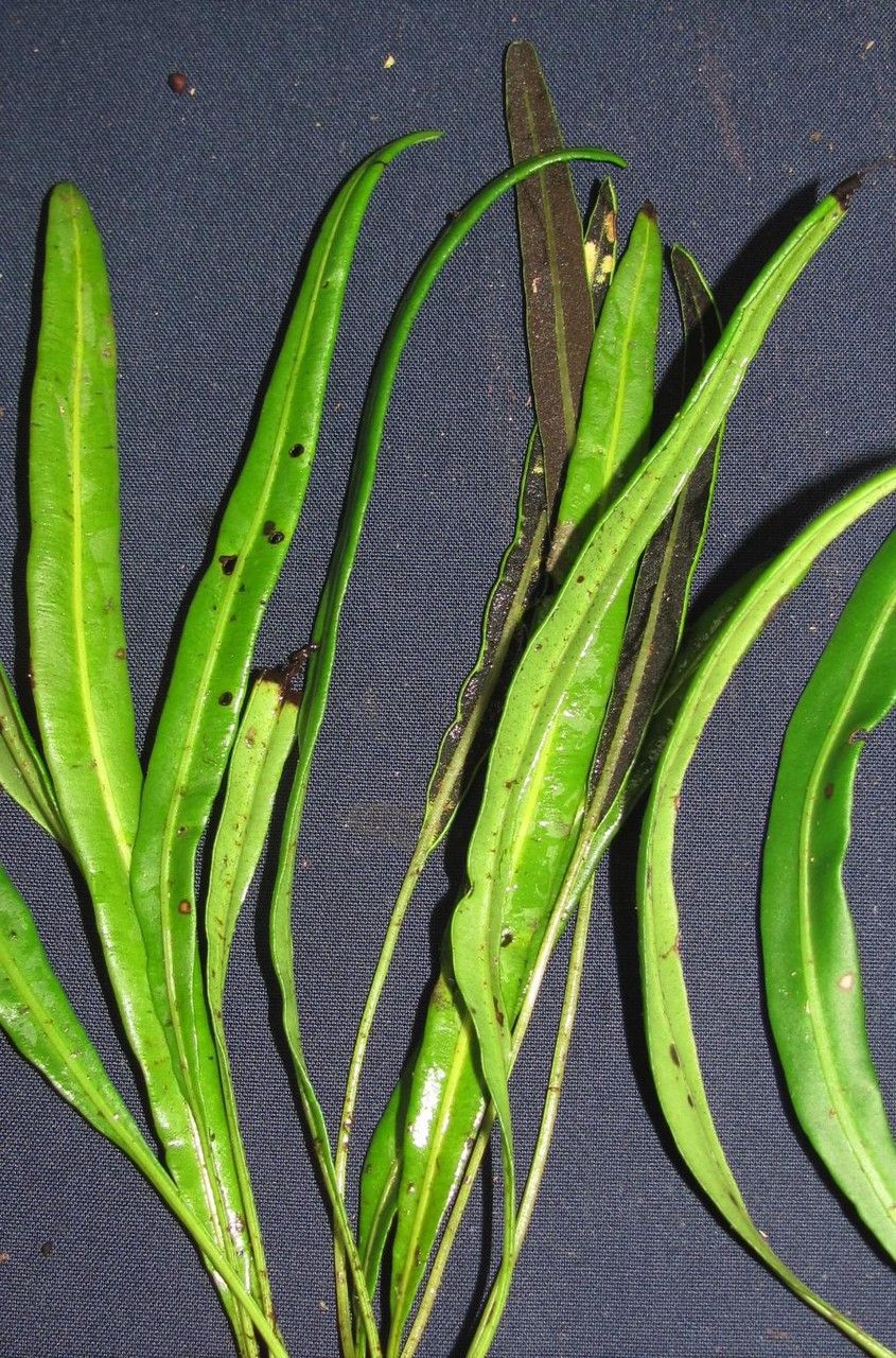 Elaphoglossum glabellum other