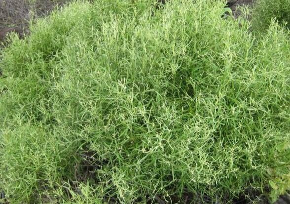 Alternanthera filifolia habit