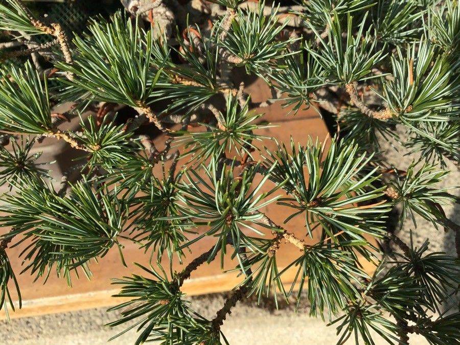 Pinus parviflora — search result for 'Pinus'