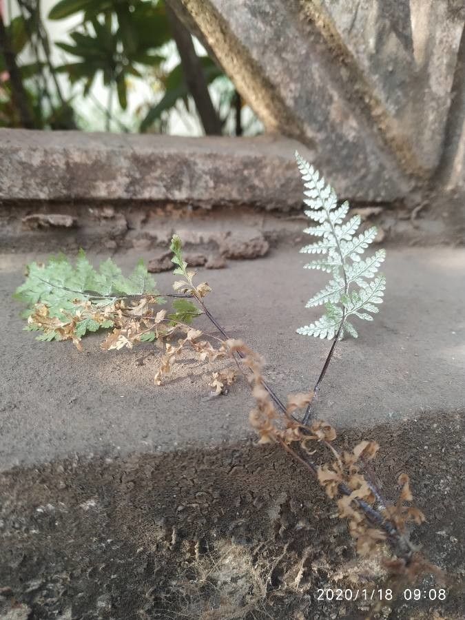 Serpocaulon dissimile habit