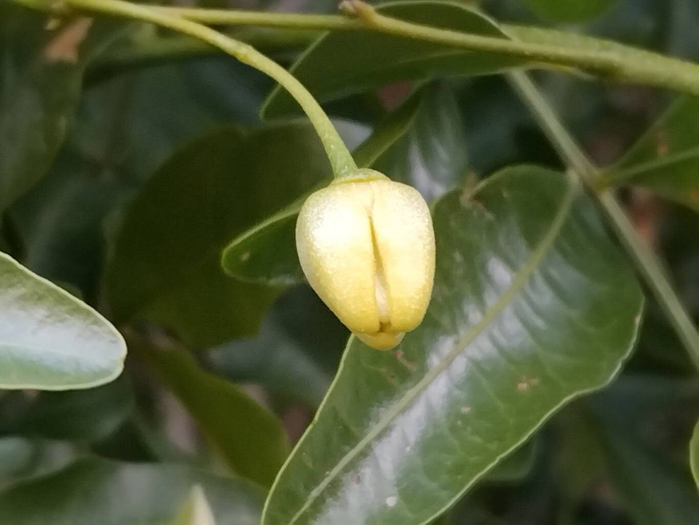Artabotrys madagascariensis flower