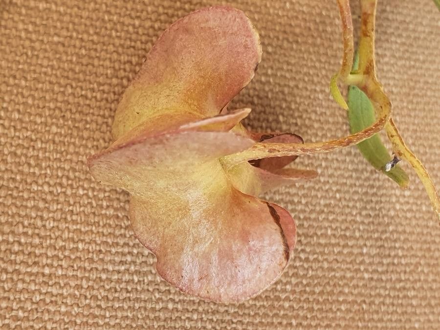 Trichodesma marsabiticum fruit