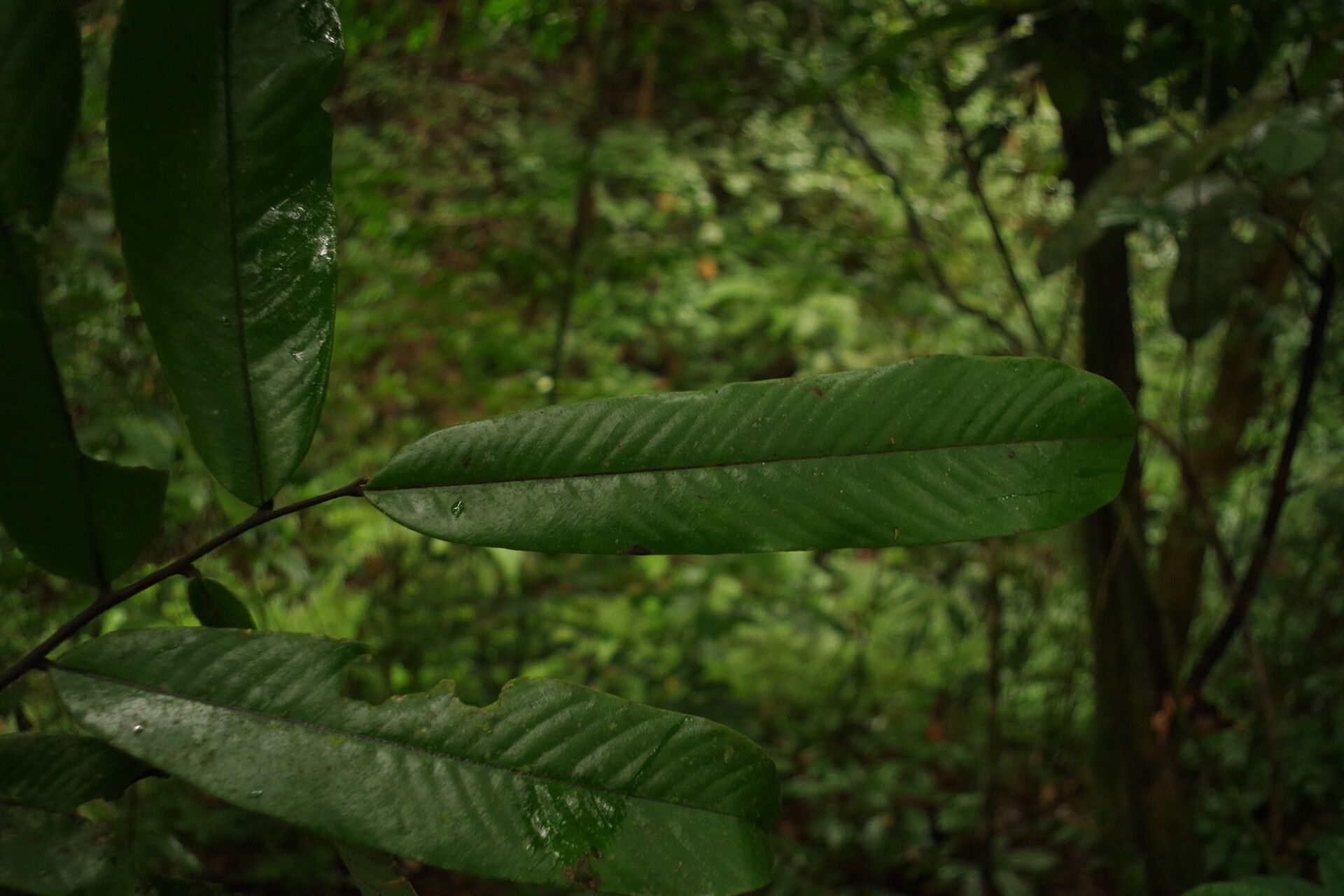 Piptostigma macranthum — houseplant care guide