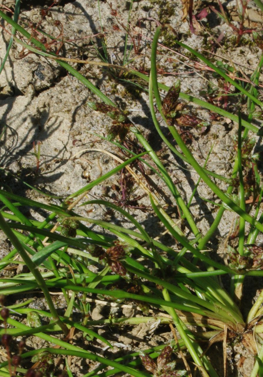 Schoenoplectiella supina habit