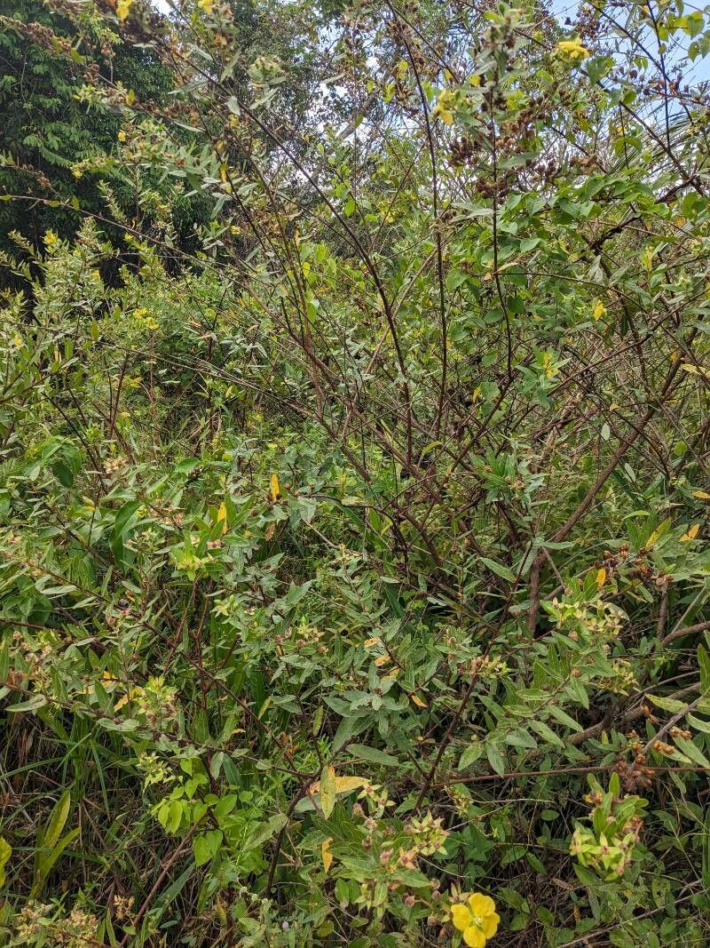 Ludwigia nervosa habit