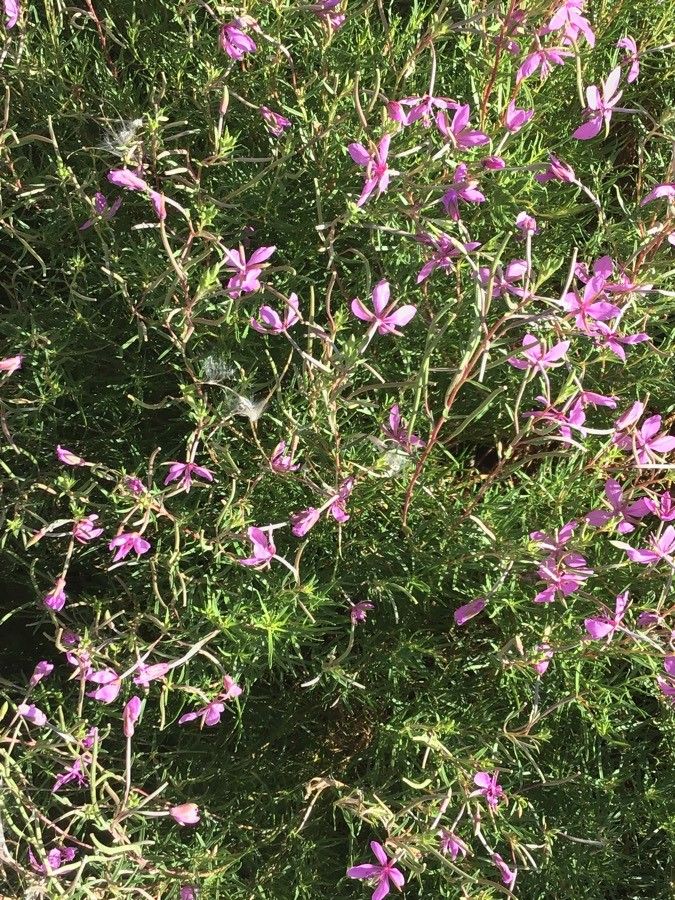 Epilobium fleischeri — search result for 'Epilobium'